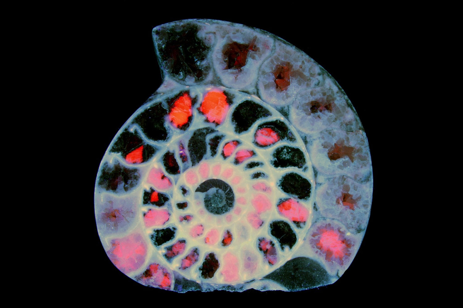 Fluorescent Fossils