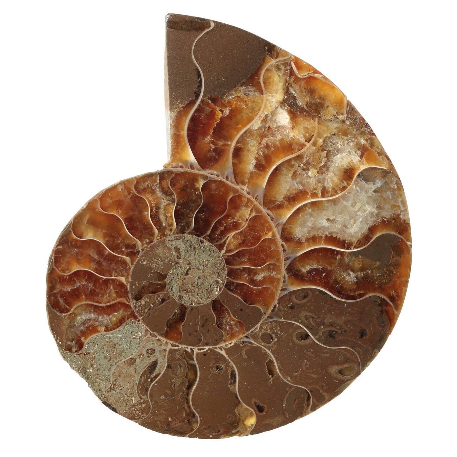 Ammonite Fossils